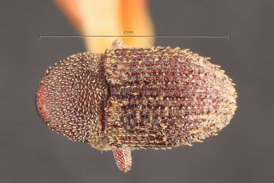 Hylesinus philippinensis Eggers 1923 resmi