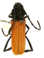 Image of Tragidion auripenne Casey 1893
