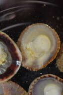 Image of Spiny cup and saucer shell