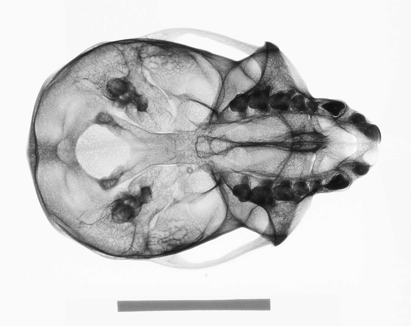 صورة Cercopithecus nictitans martini Waterhouse 1838