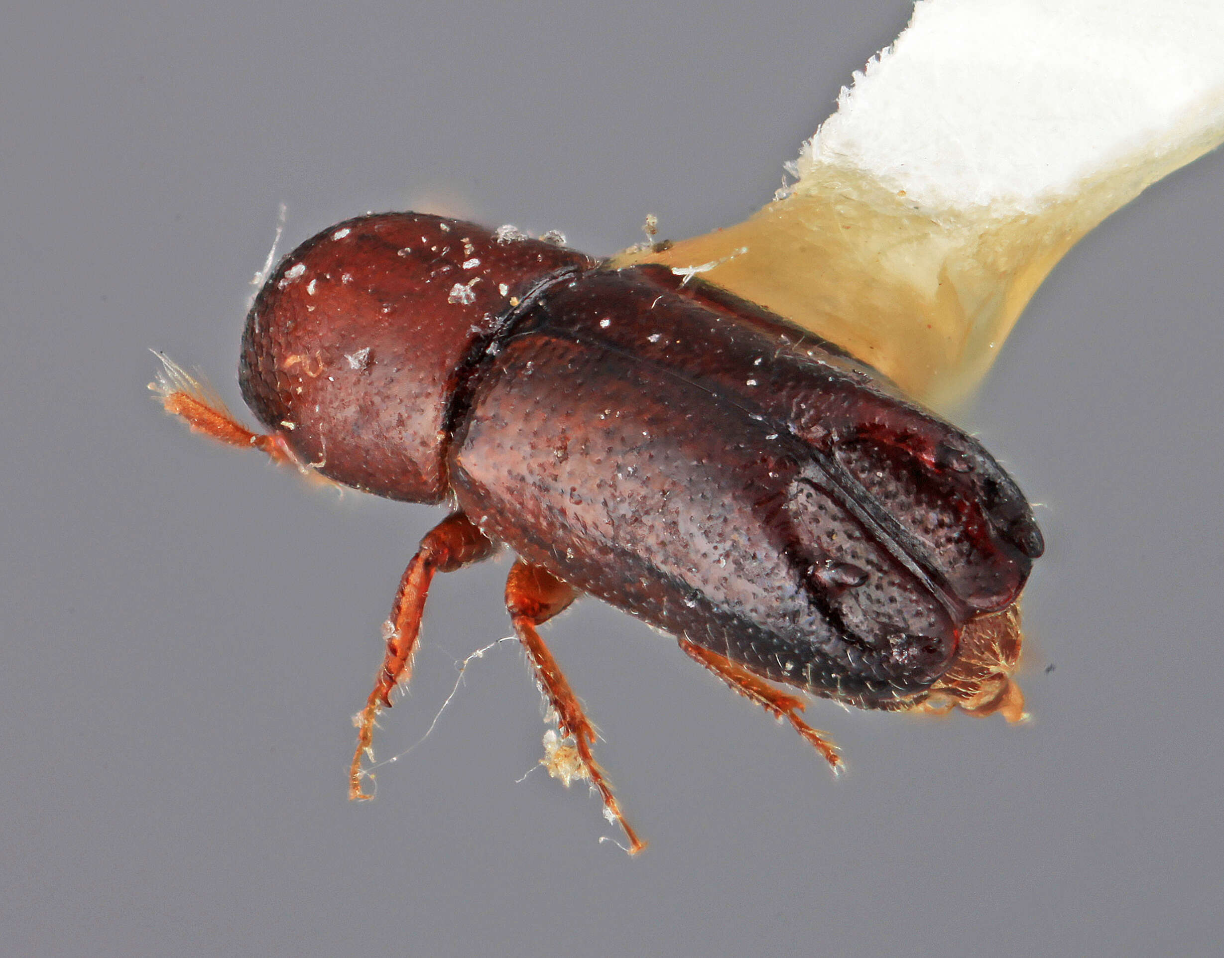 Image of Tricolus frontalis Wood 1974