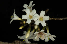 Image de Cordia gerascanthus L.