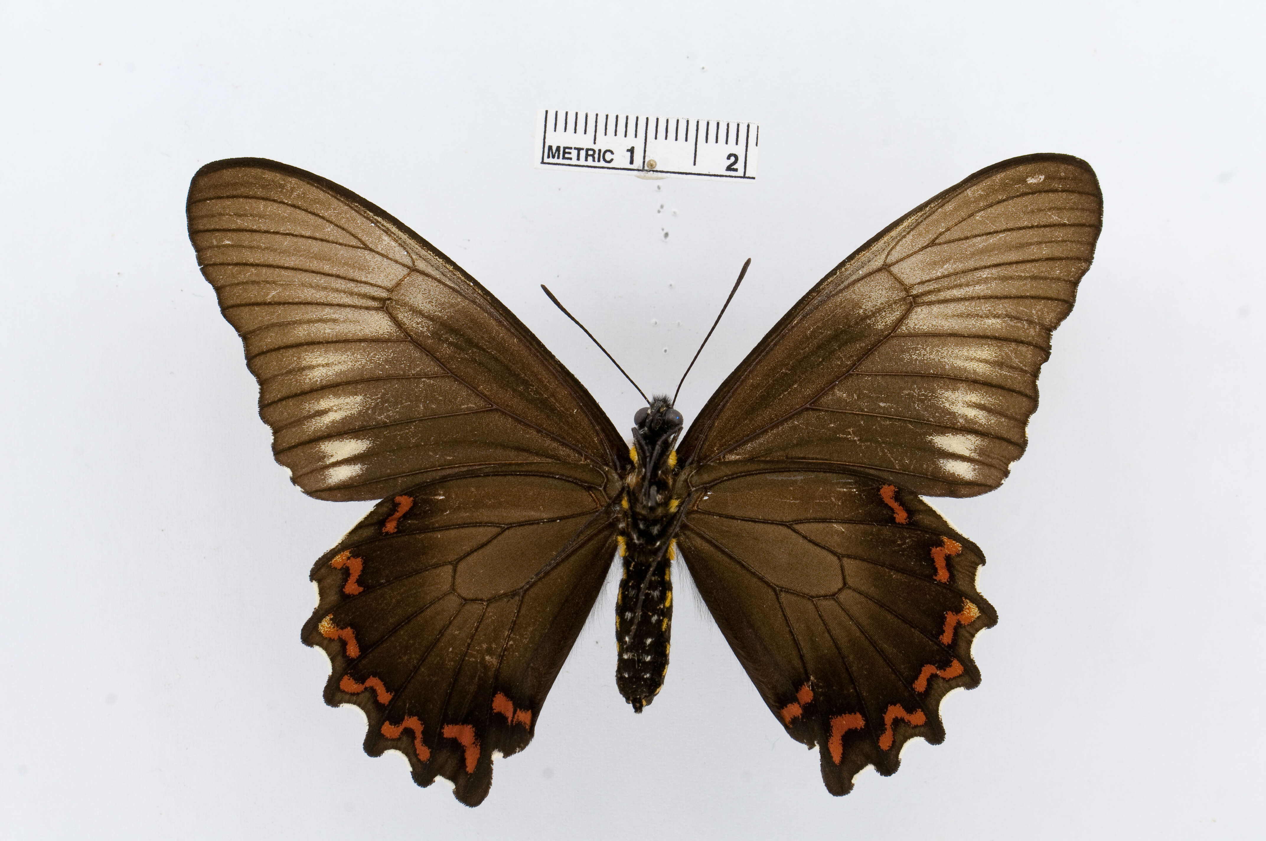 Sivun Battus polystictus (Butler 1874) kuva