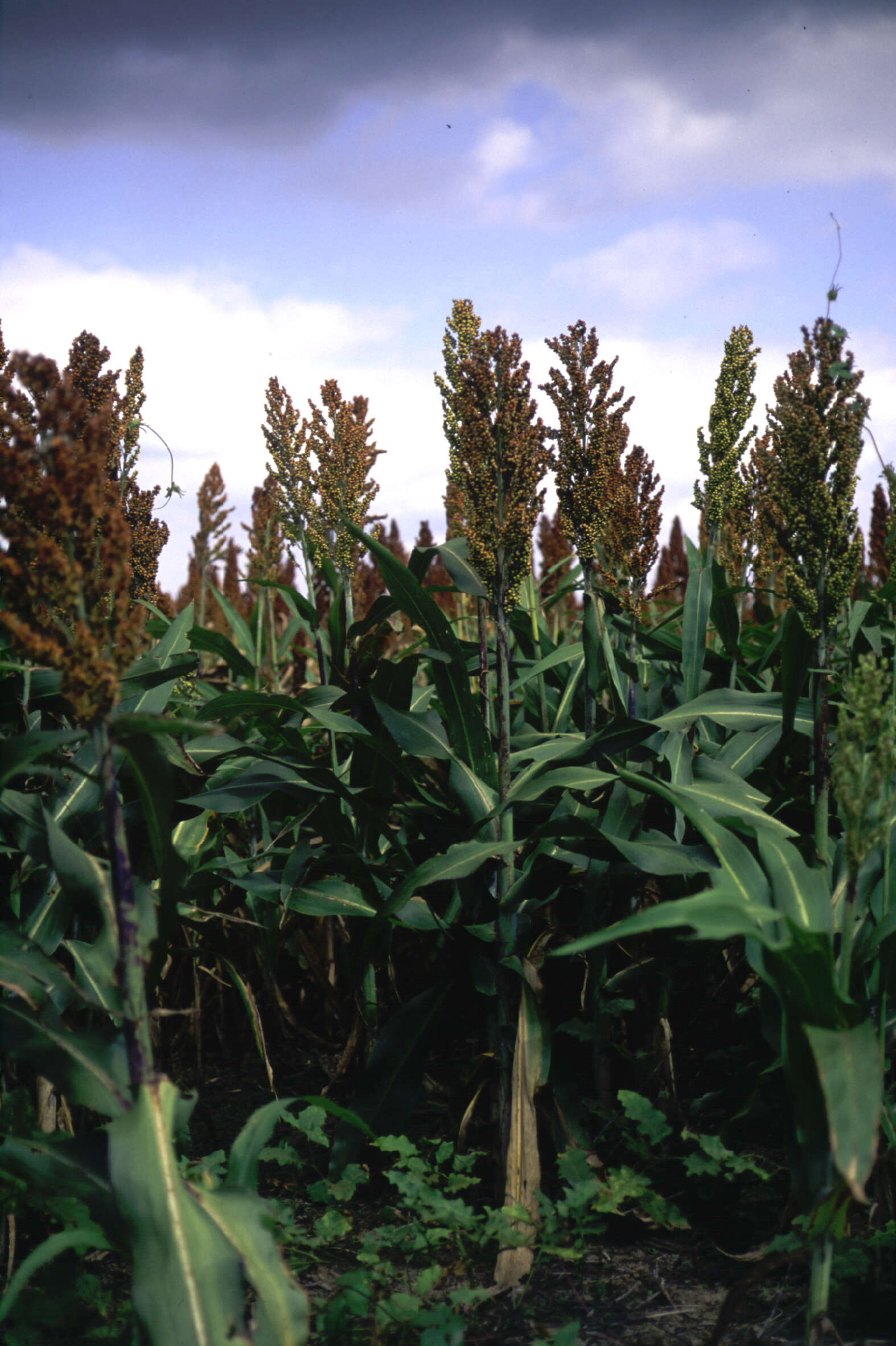 Image of Sorghum Moench