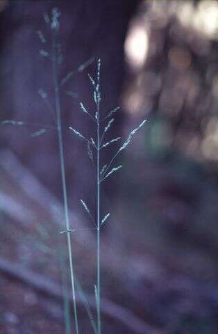 Image of Howell's bluegrass