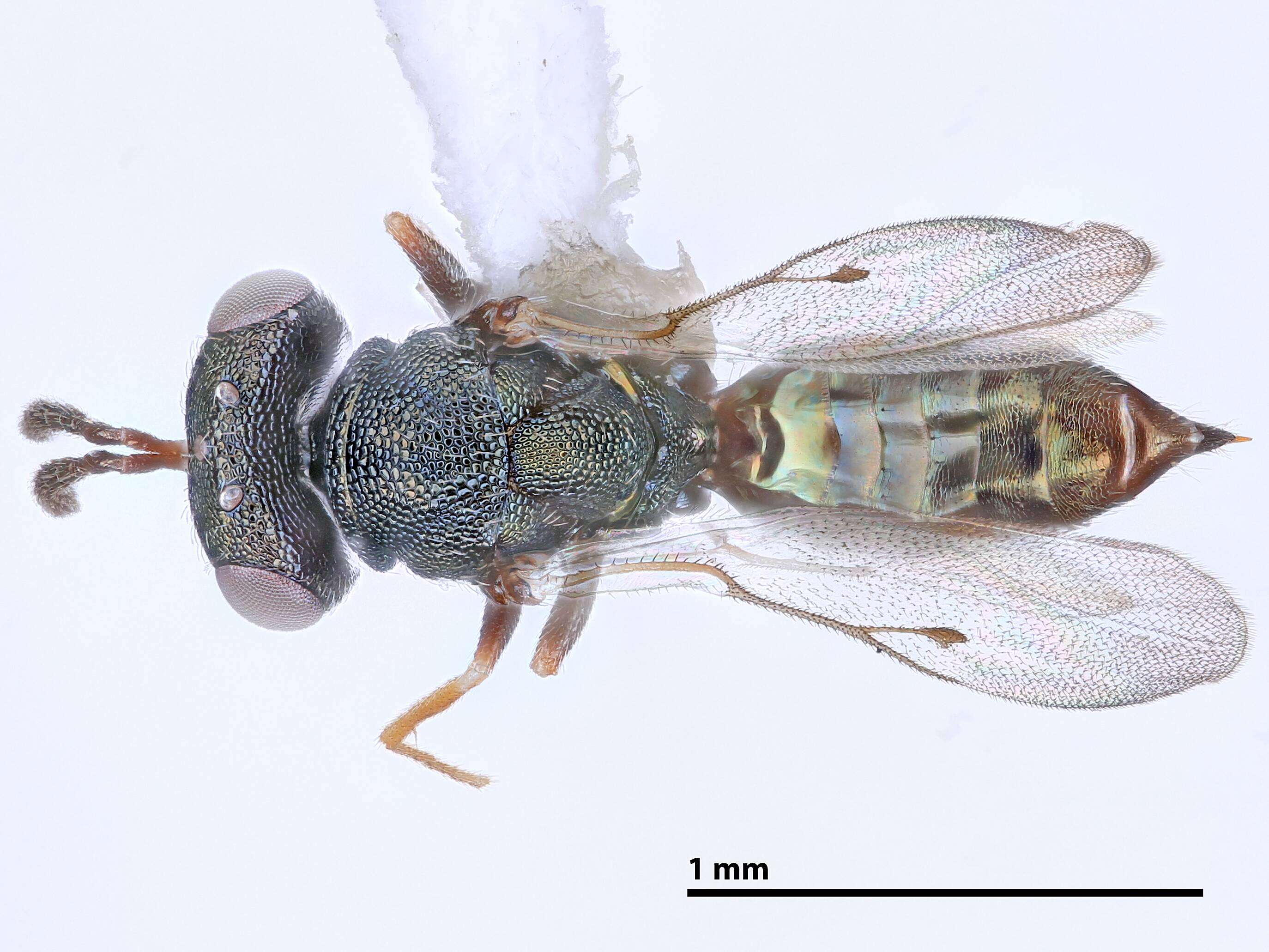 Image of Euteloida basalis Burks 2004