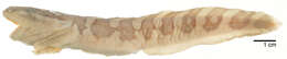 Image of Polar eelpout