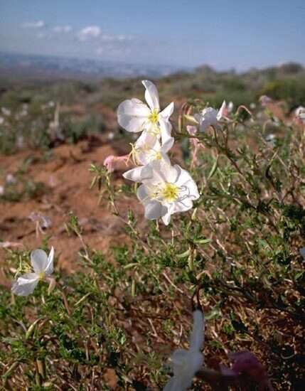 Image of pale evening primrose