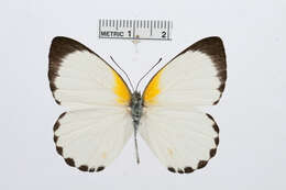 Image of <i>Appias sylvia</i>