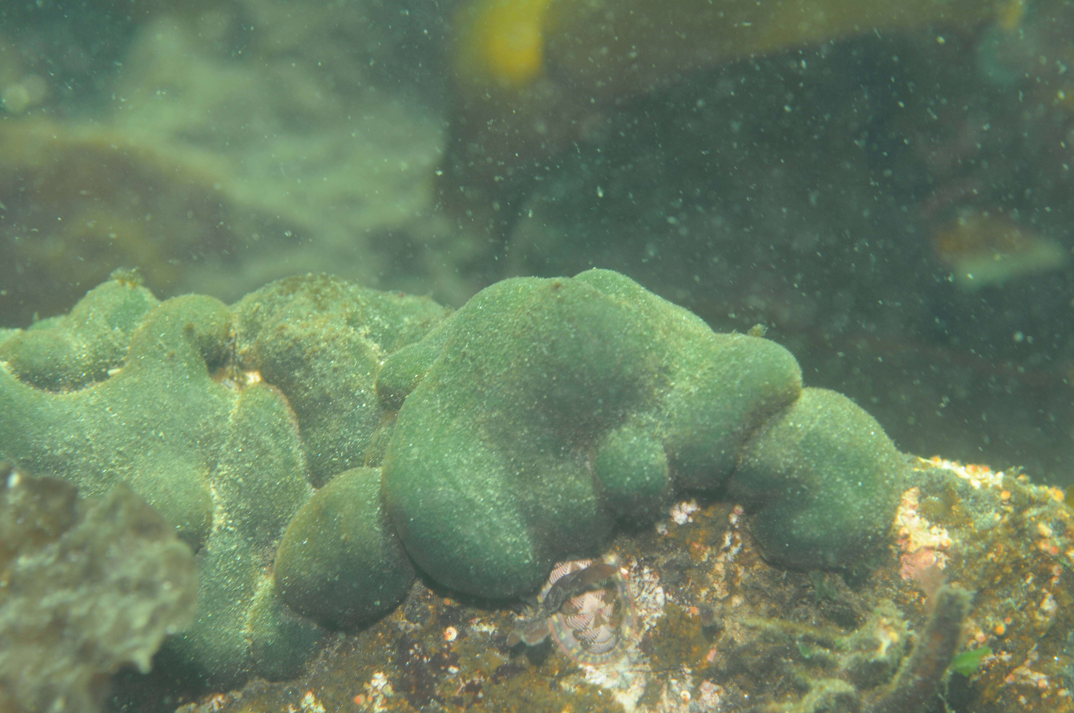 Image of Codium setchellii