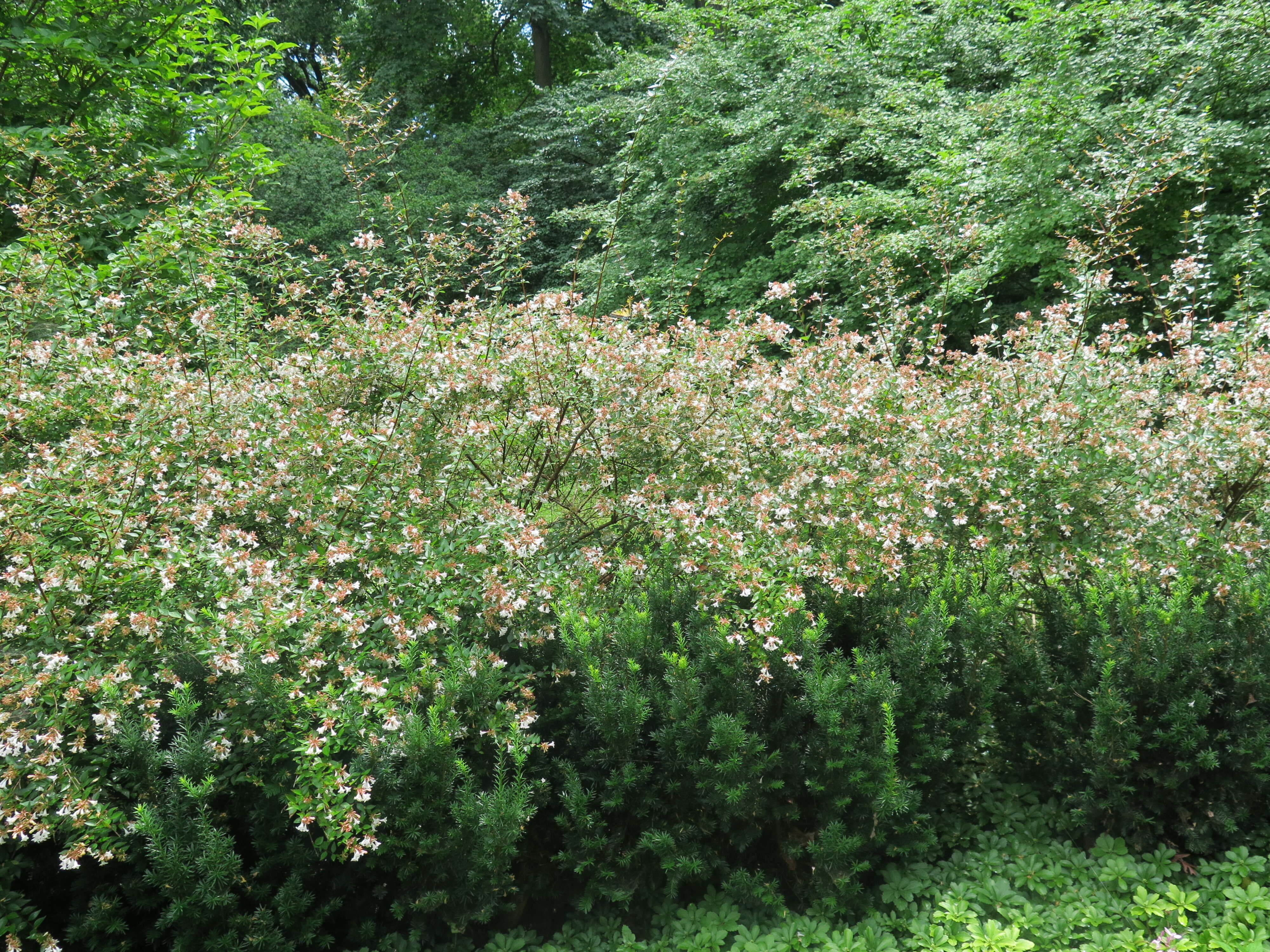 Image of Abelia × grandiflora (Rovelli ex André) Rehder