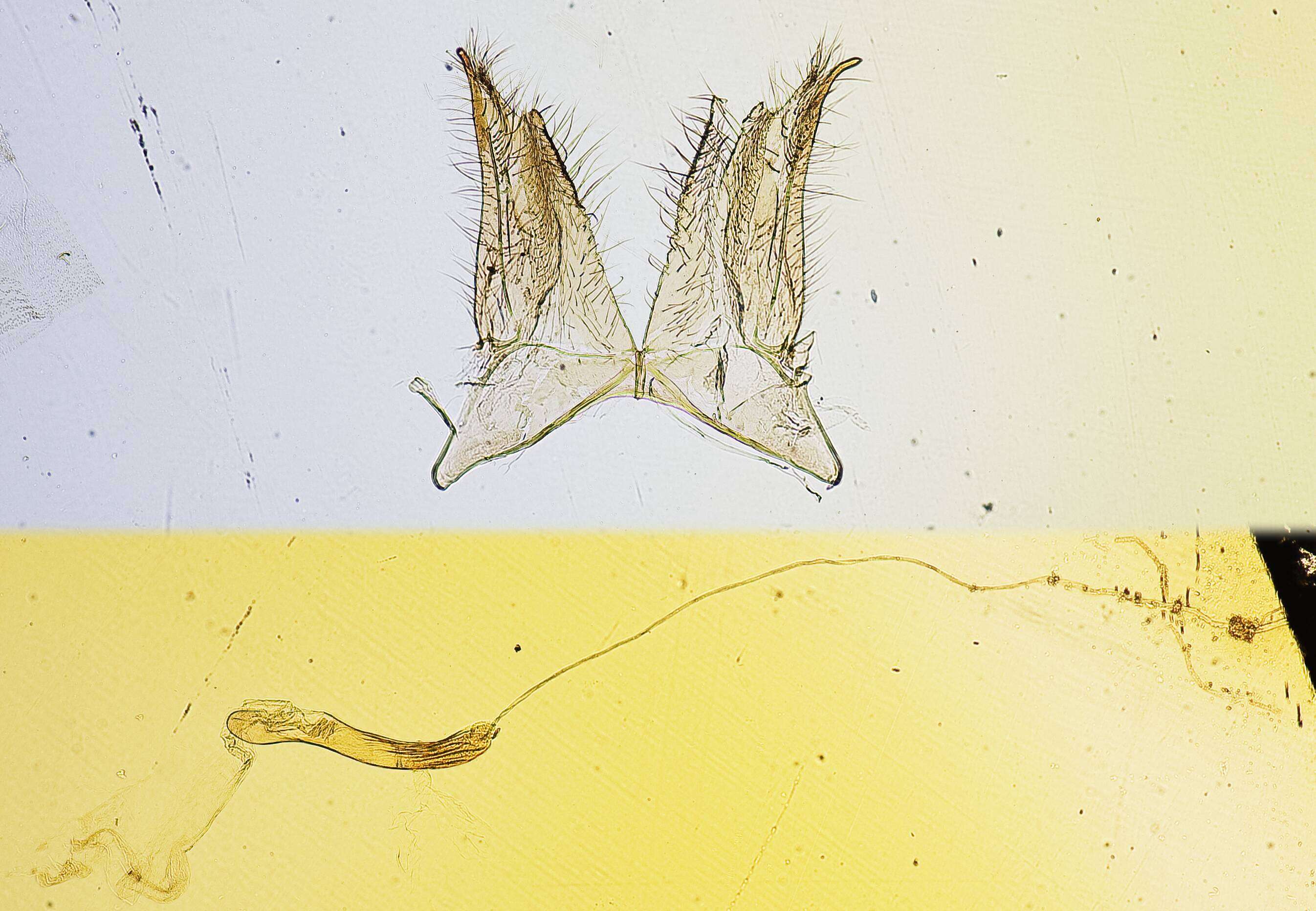 Image of Crambus youngellus Kearfott 1908