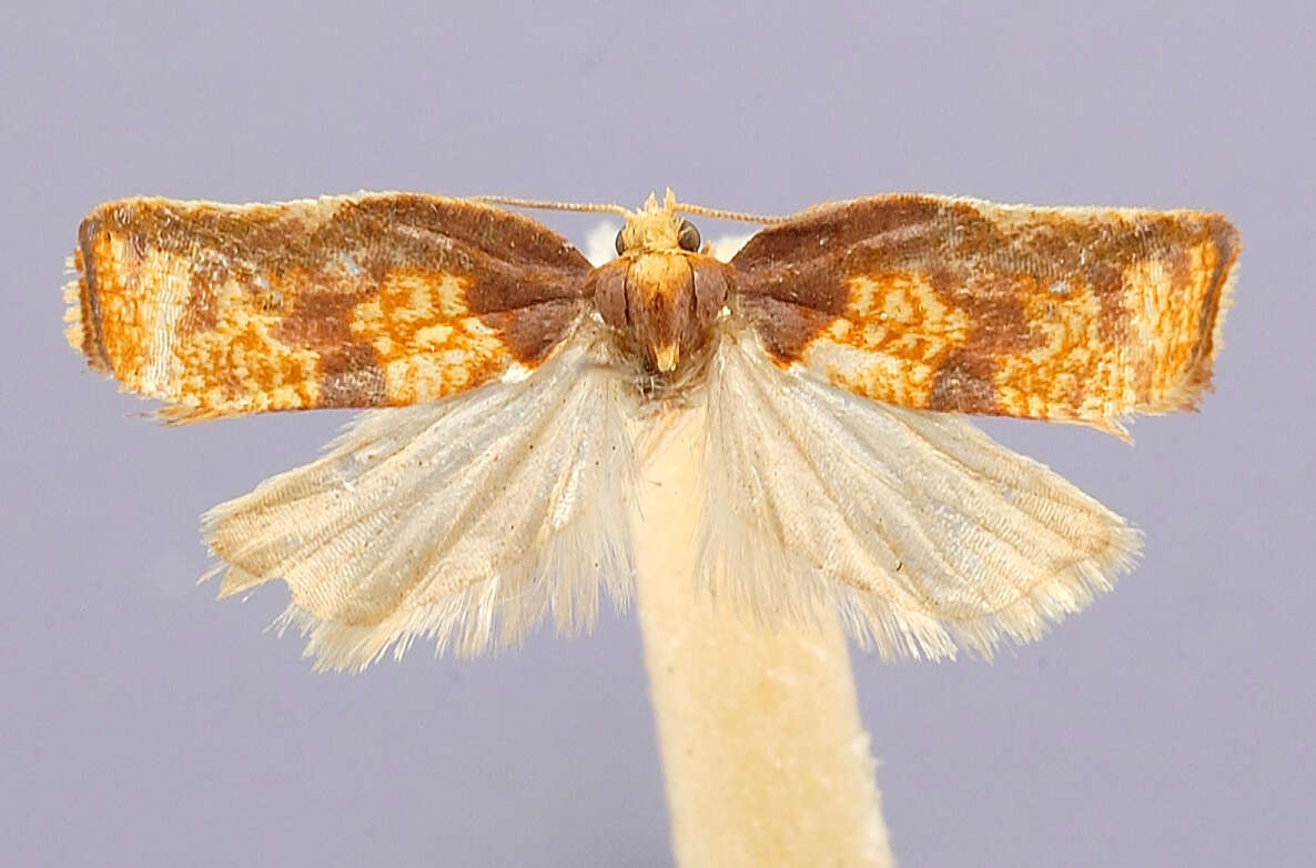 Image of Acleris pulchella Kawabe 1963