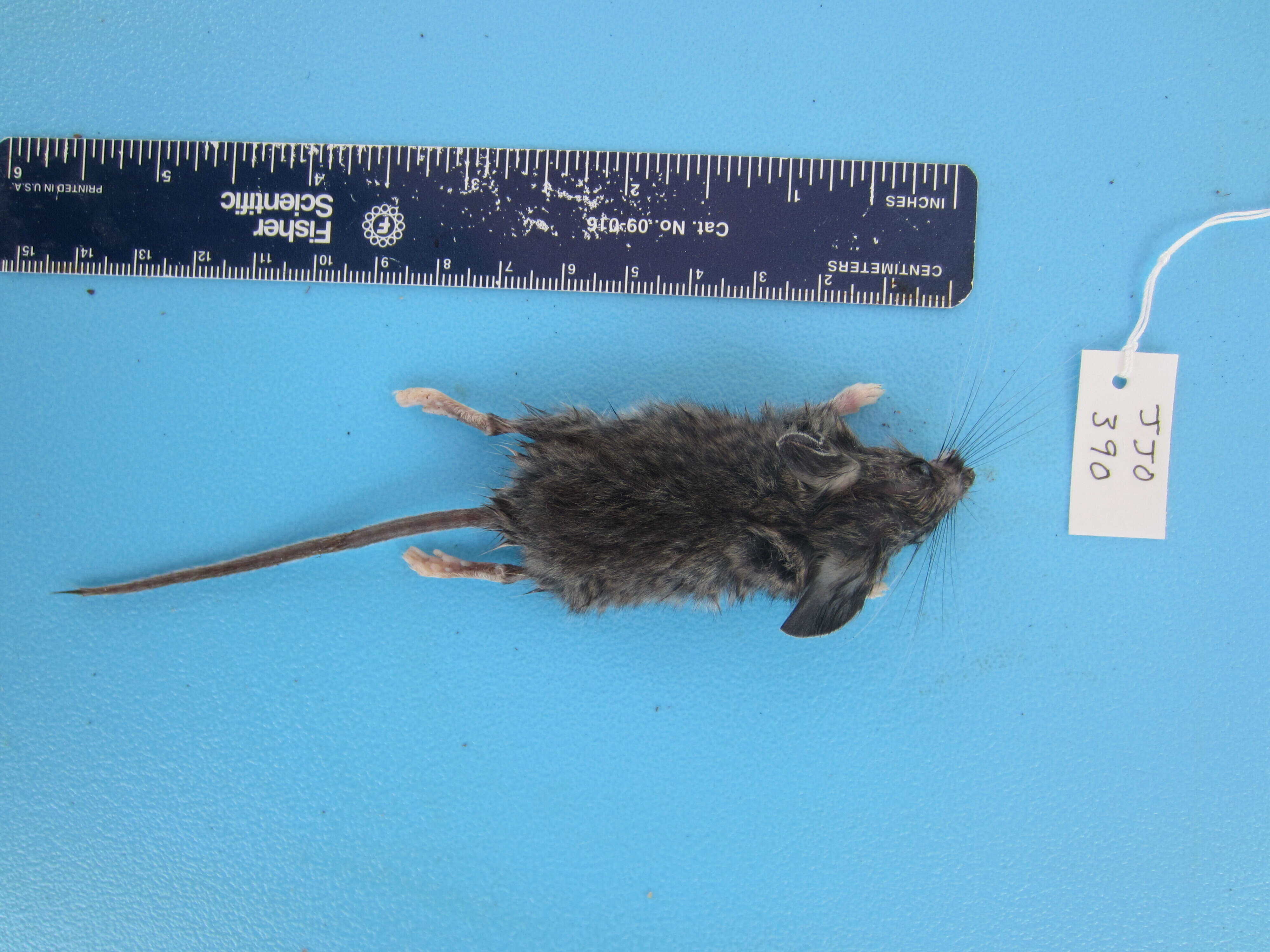 Image de Peromyscus maniculatus (Wagner 1845)