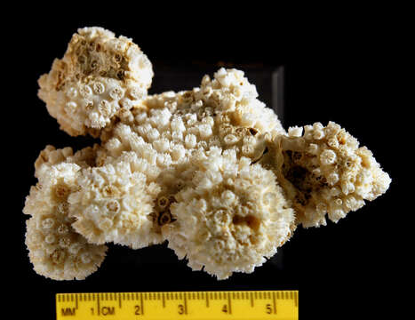 Image of Galaxea coral