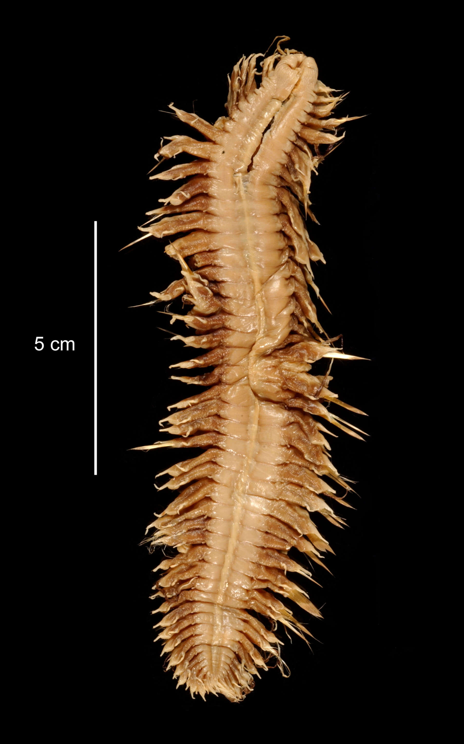 Image of Neobylgides scotiensis Pettibone 1993
