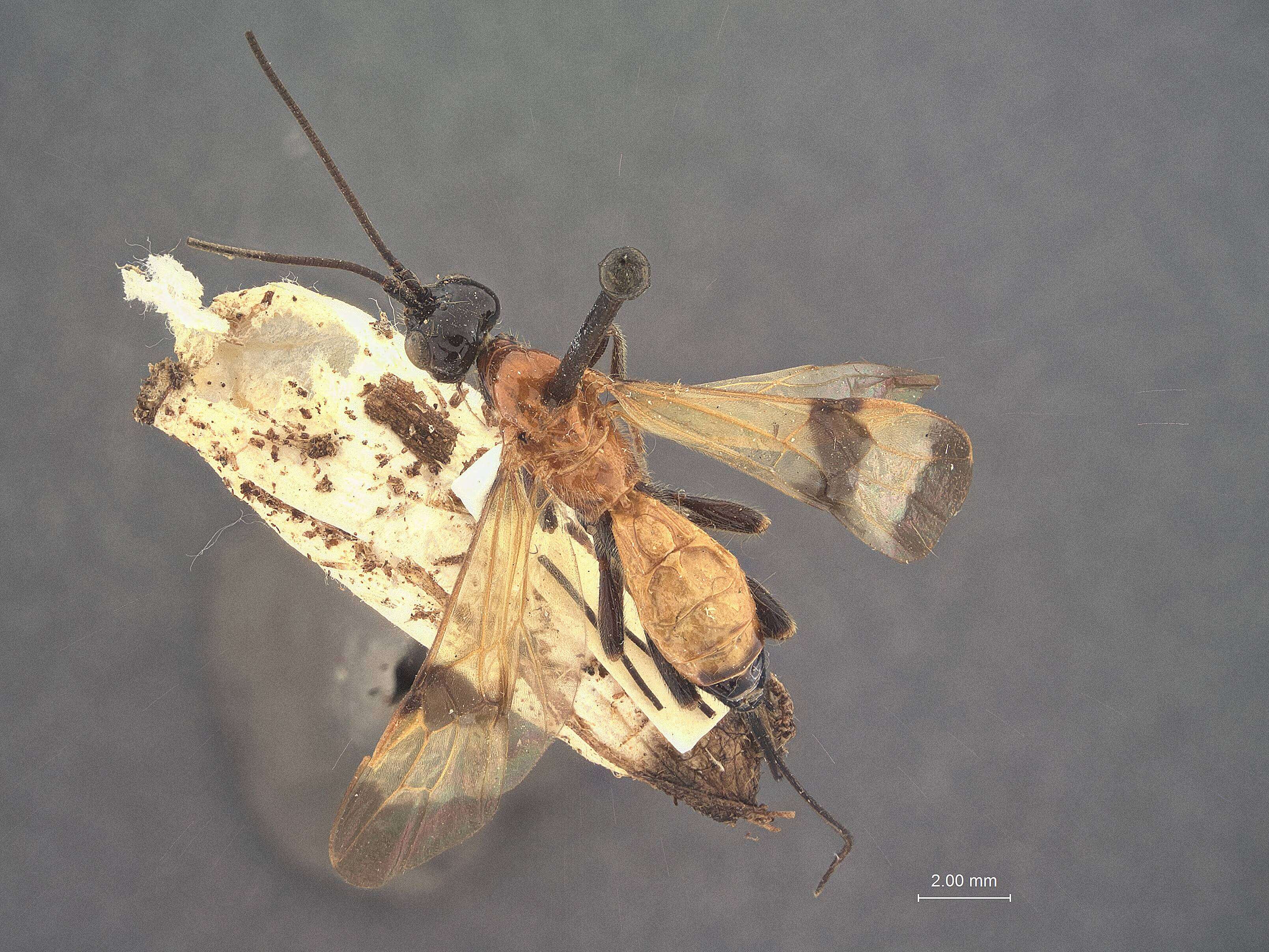 Image of Cyanopterus steirastomae Viereck 1912