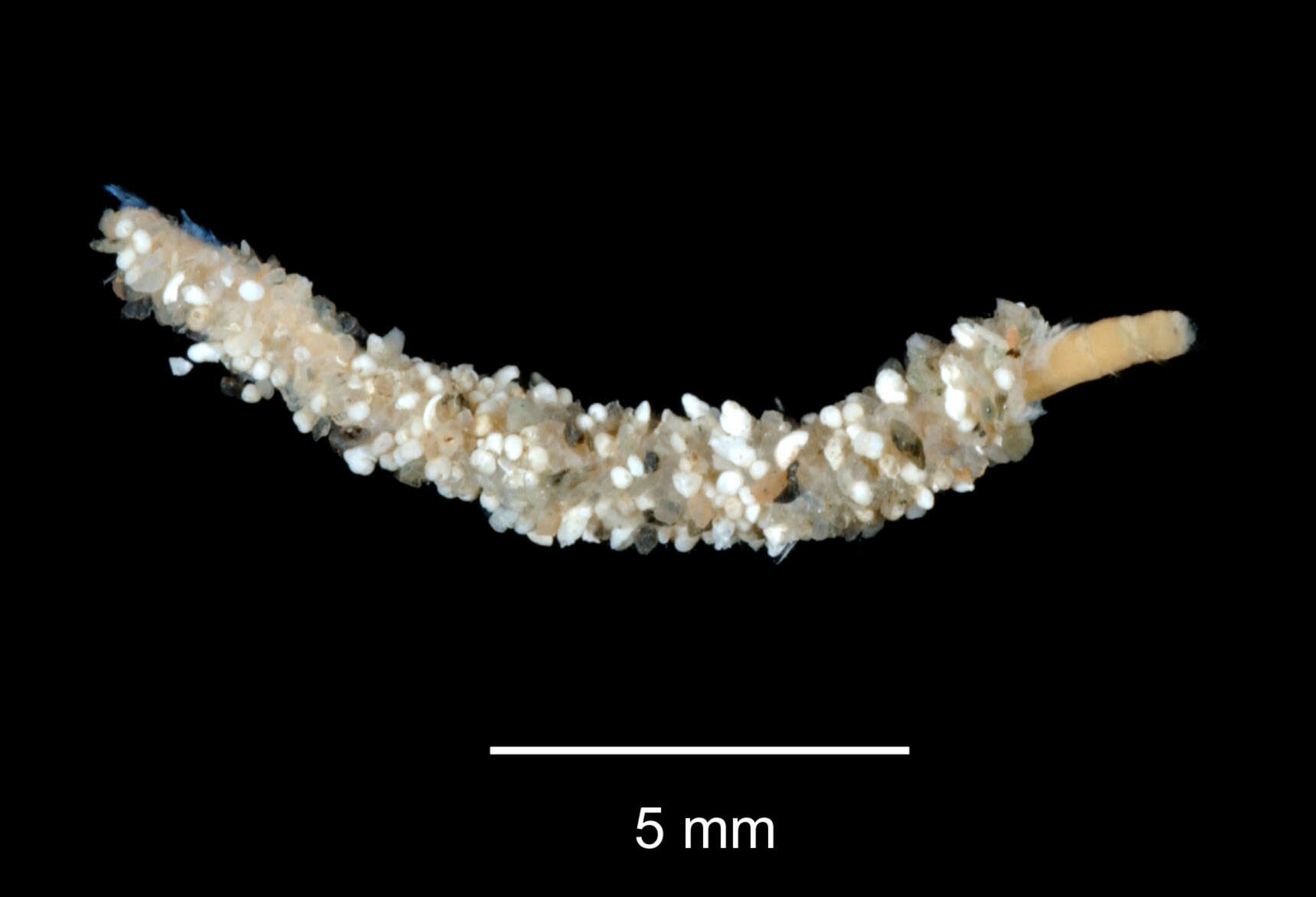 Image of Galathowenia scotiae (Hartman 1978)