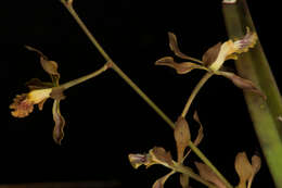 Image of Encyclia adenocarpa (Lex.) Schltr.