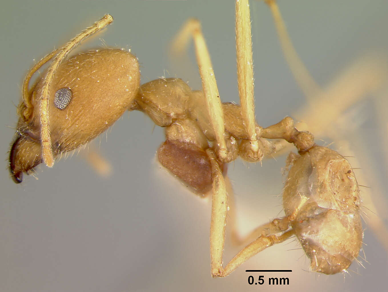 صورة Pheidole susannae Forel 1886