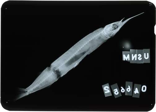 Image of Choelo halfbeak