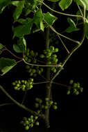 Image of Bursera ovalifolia (Schltdl.) Engl.