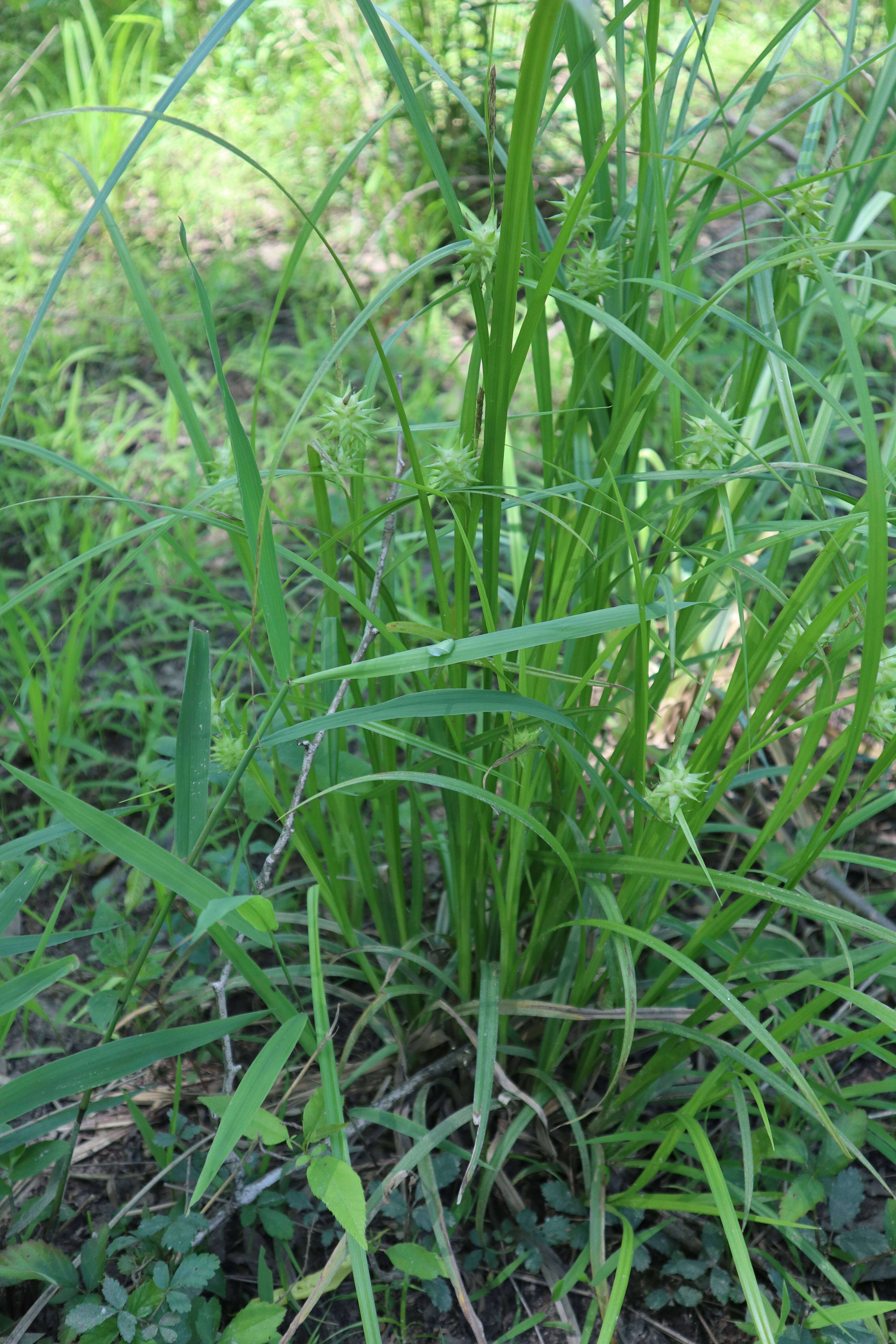 Image of Gray's sedge