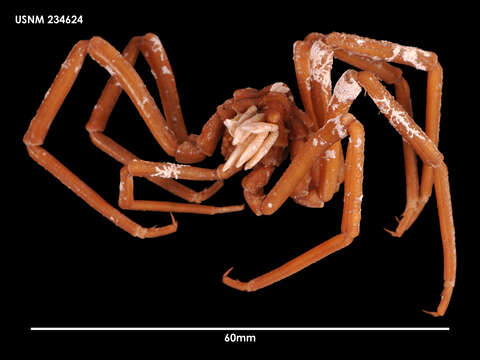 Imagem de Ammothea sextarticulata Munilla 1991