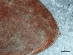 Image of Polylekithum ictaluri (Pearse 1924) Arnold 1934