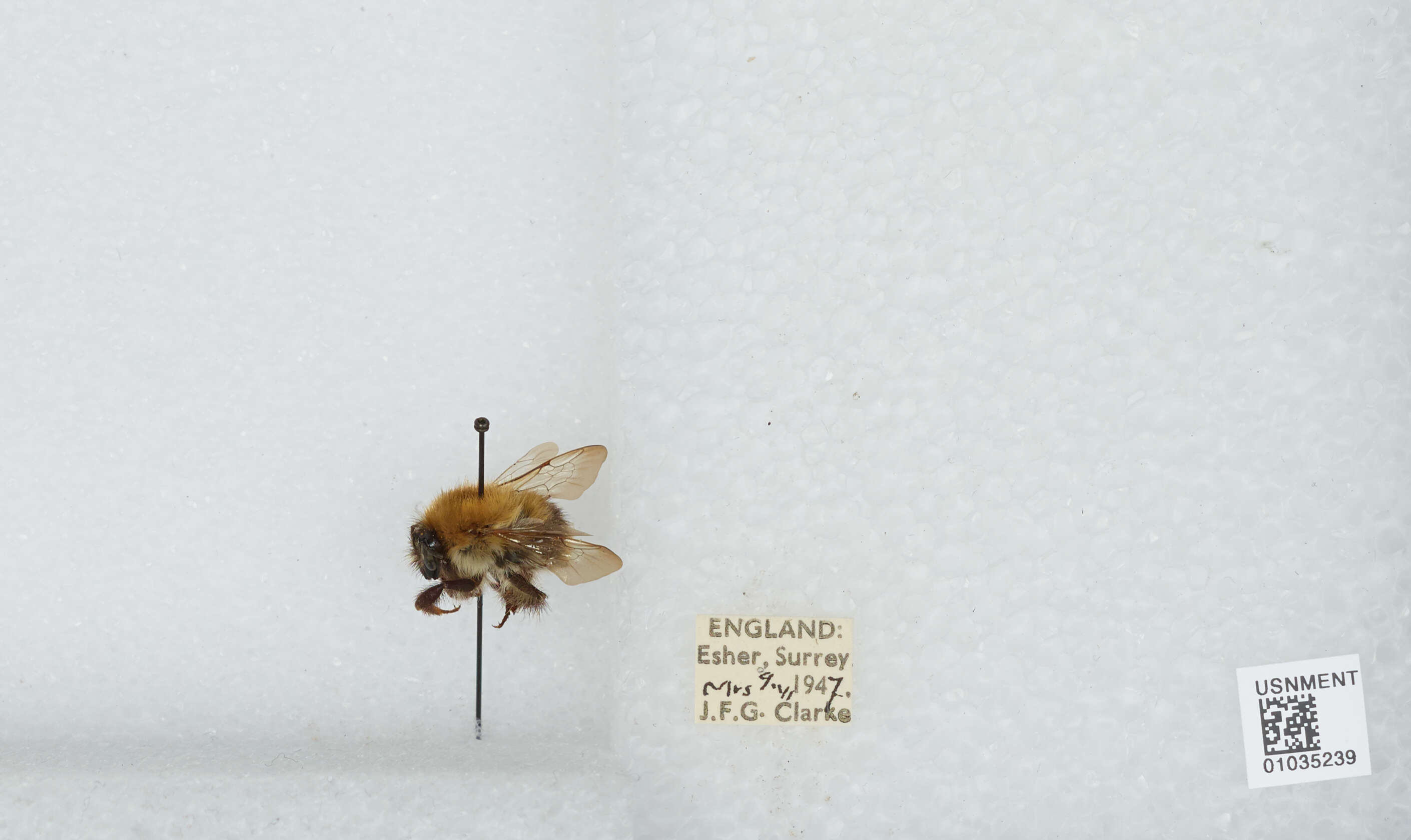 Image of Common carder bumblebee