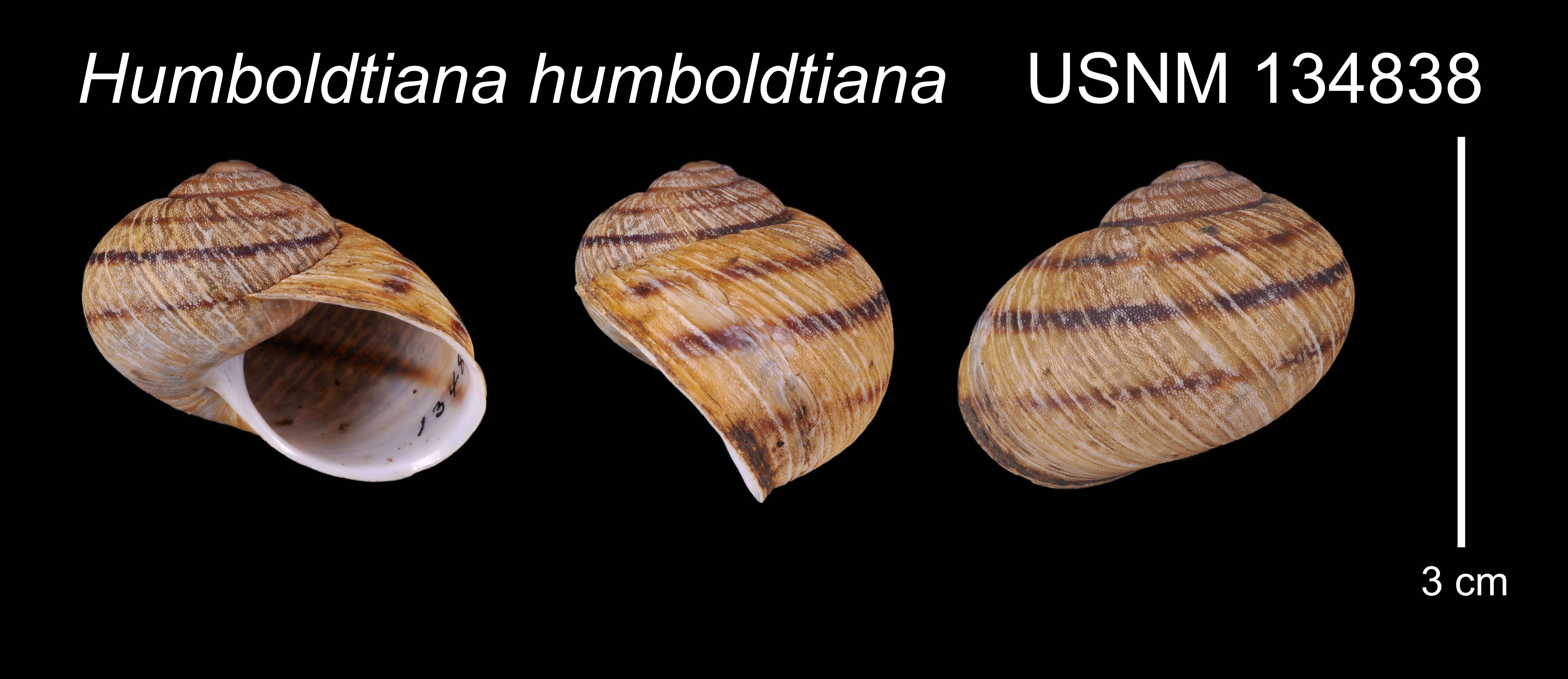 Image of Humboldtiana humboldtiana (L. Pfeiffer 1847)