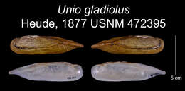 Image of Unio gladiolus Heude 1877