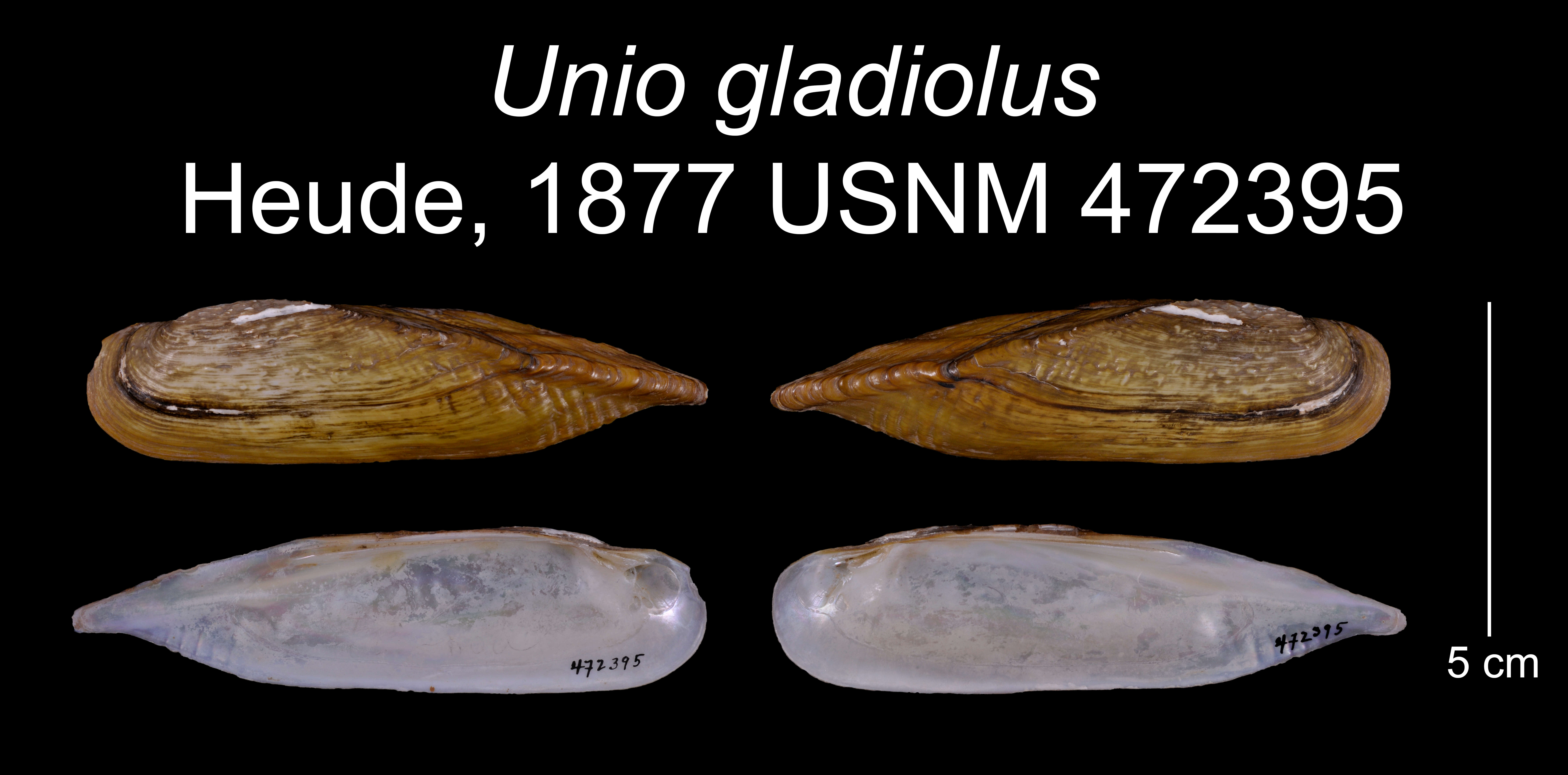 Image of Unio gladiolus Heude 1877