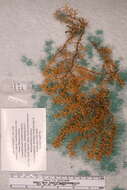 Image of armoured sea fan coral