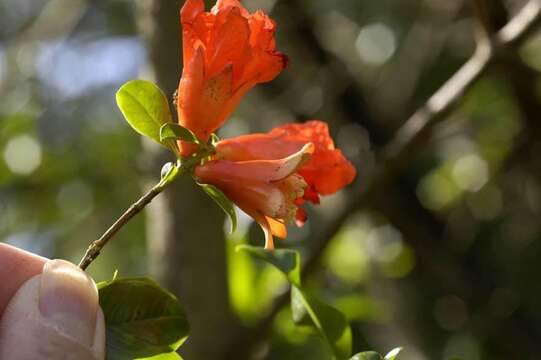 Image of pomegranate