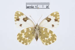 Image of Bath White