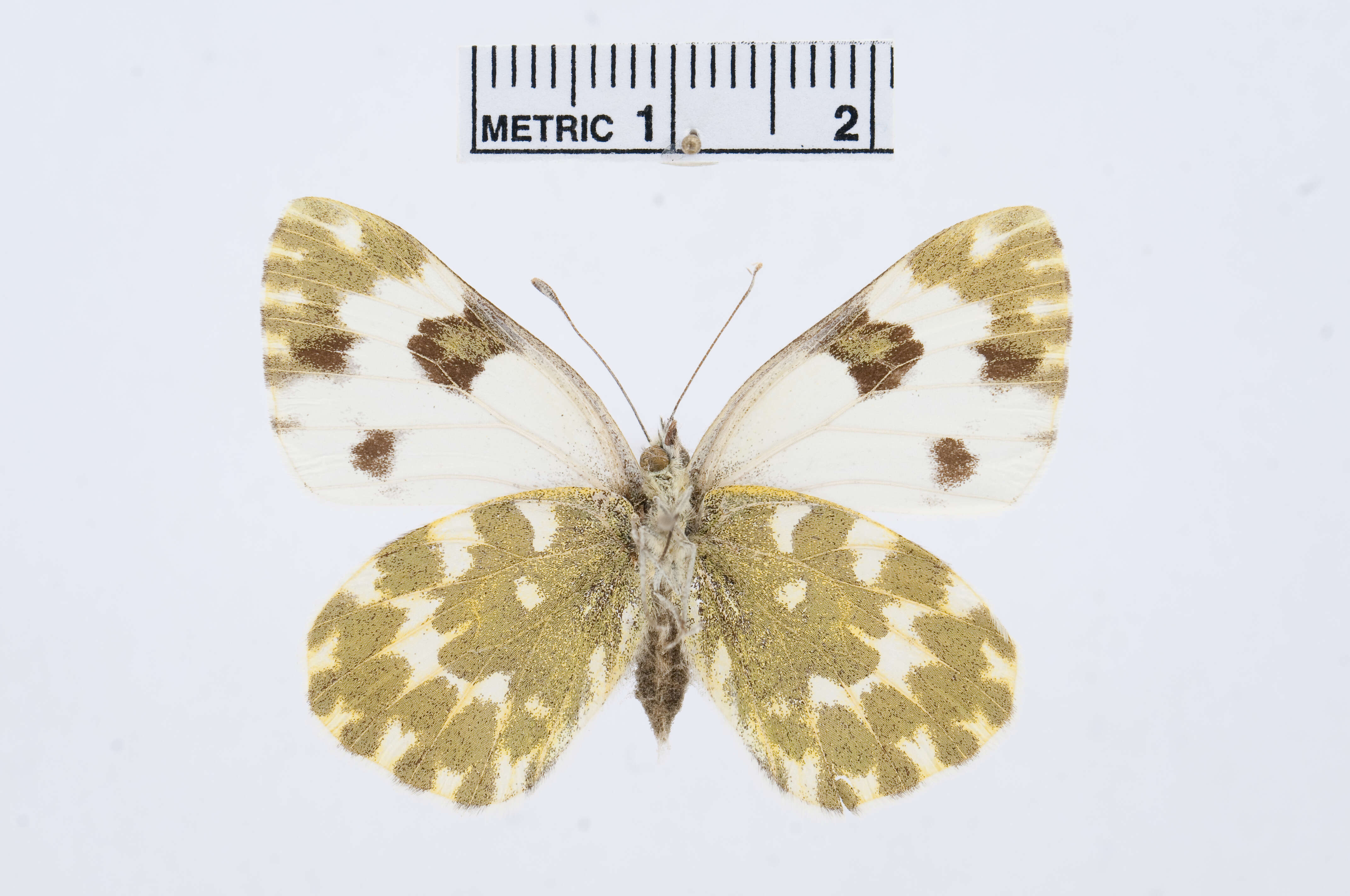 Image of Bath White