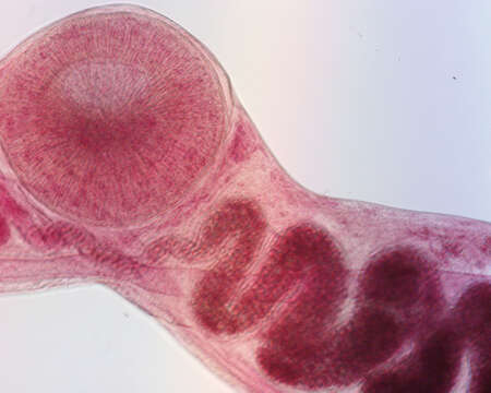 Image of Gorgoderina multilobata Ingles & Langston