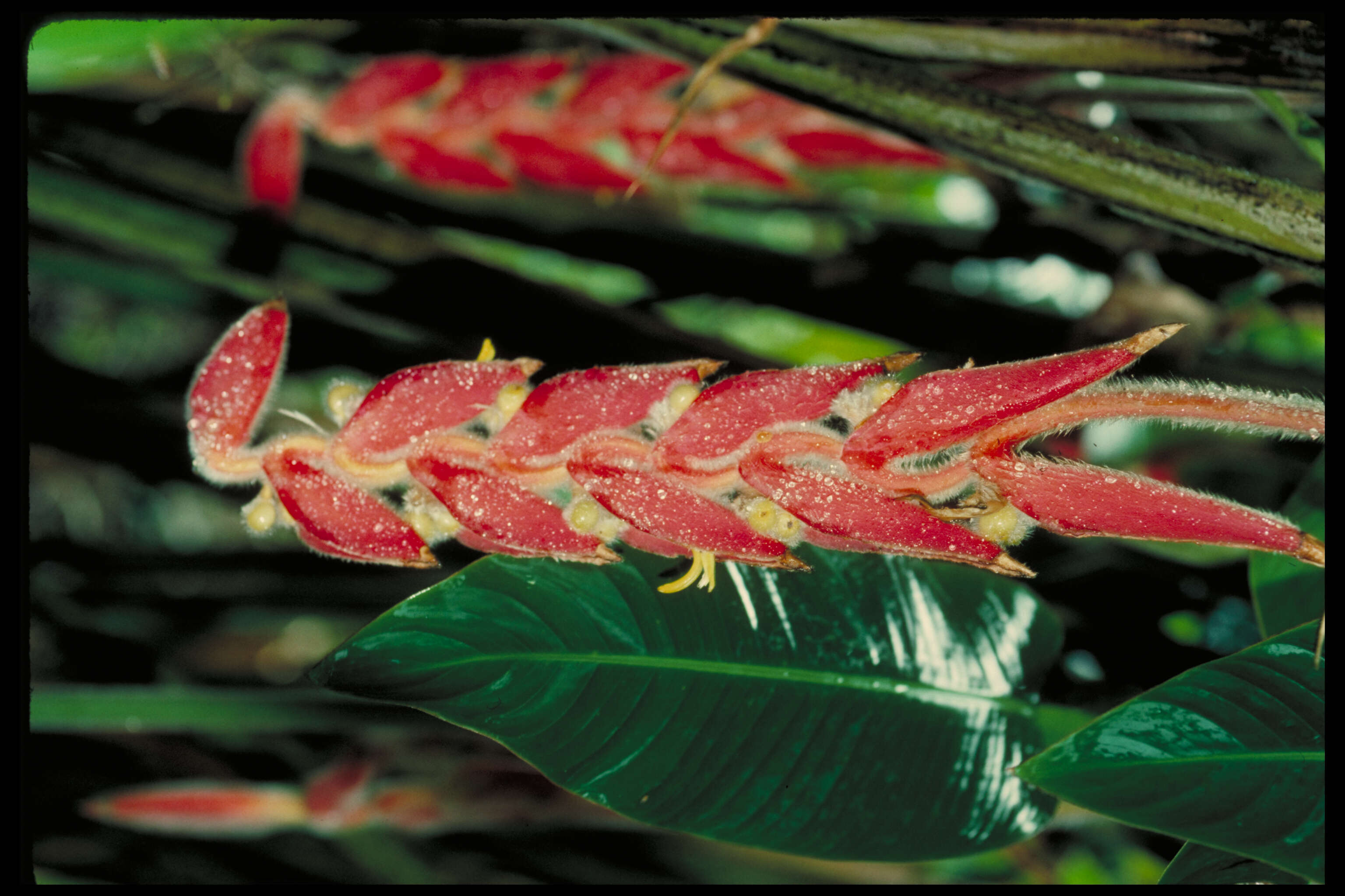 Image of Heliconia mutisiana Cuatrec.