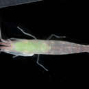 Image of forceps shrimp