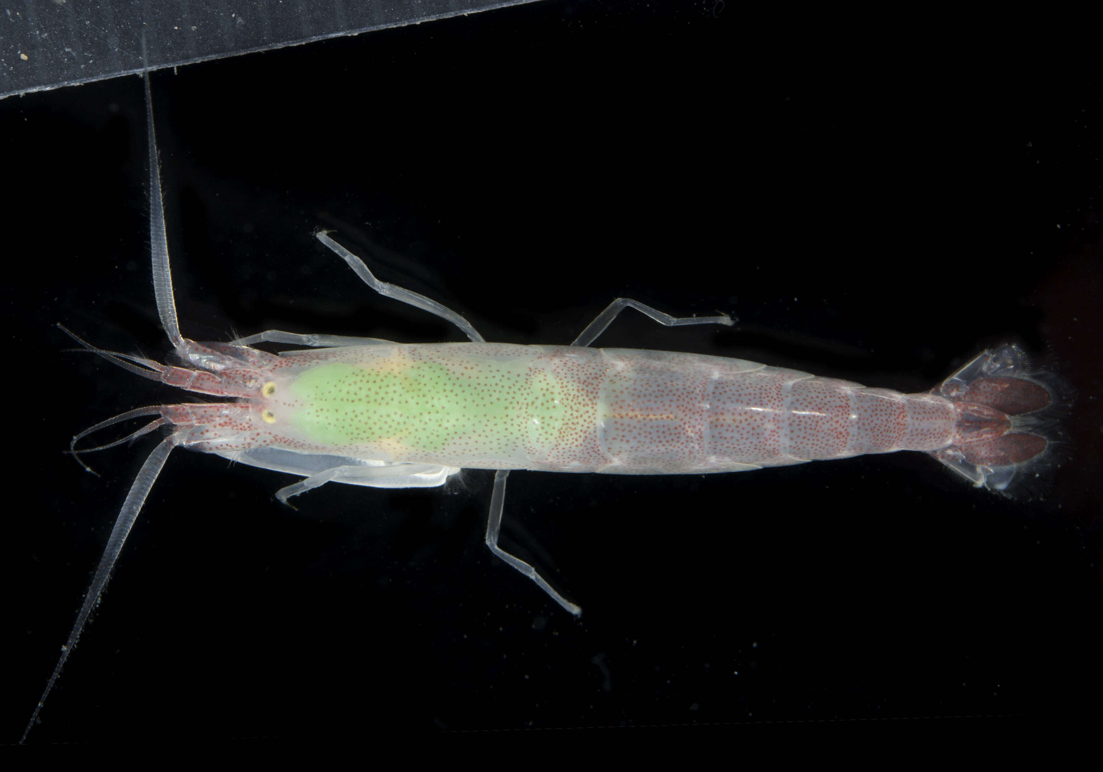 Image of forceps shrimp