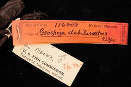 Image of Geospiza difficilis debilirostris Ridgway 1894