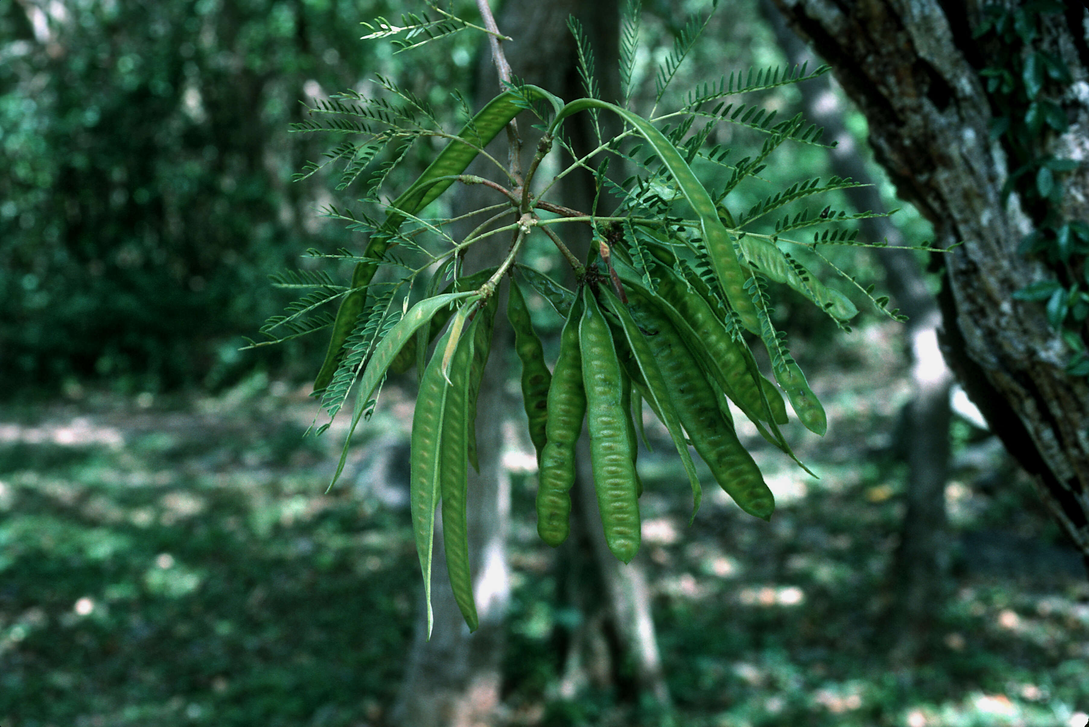 Image of white leadtree