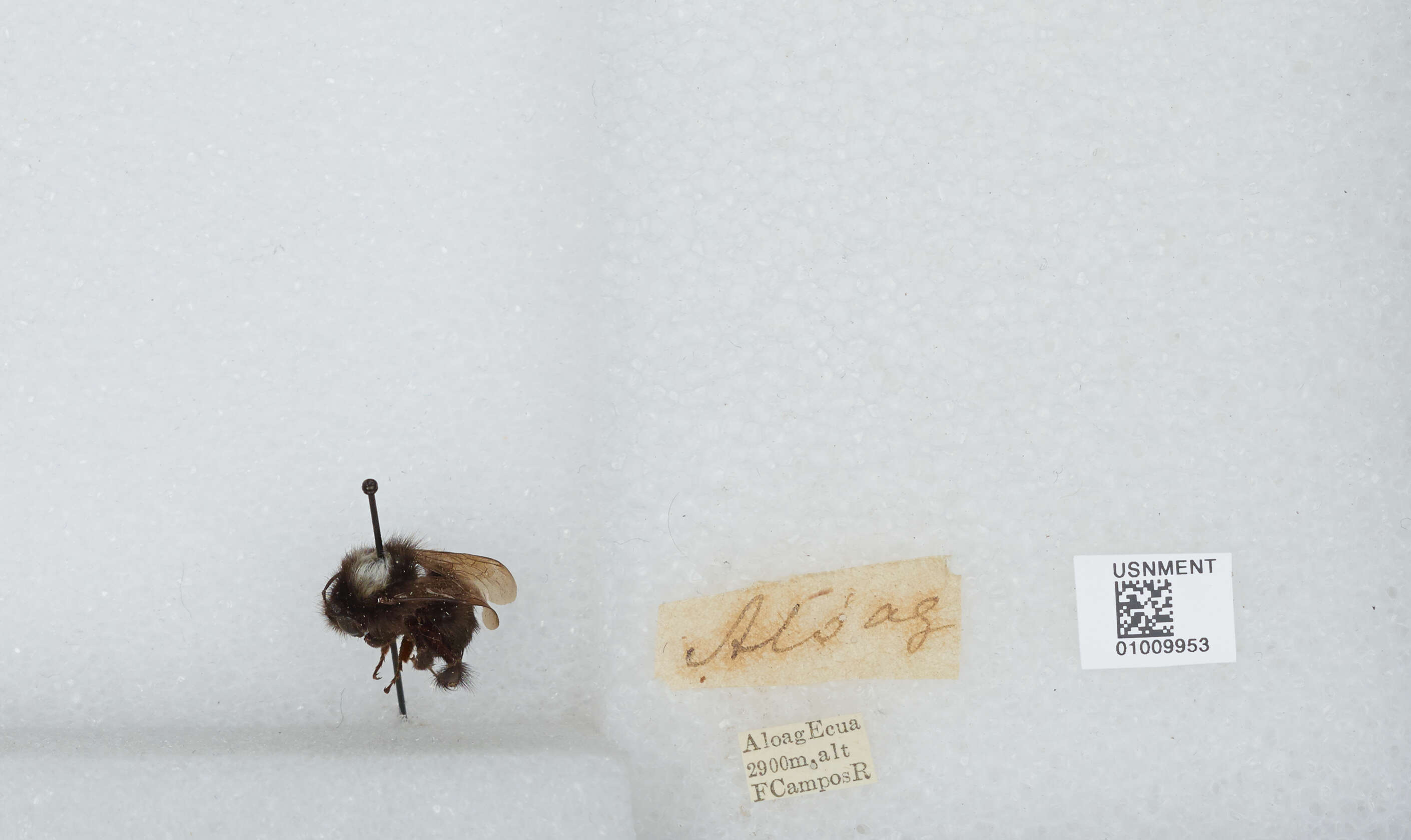 Image of Bombus funebris Smith 1854