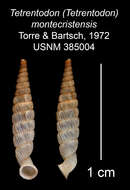 Image of Tetrentodon montecristensis C. de la Torre & Bartsch 1972