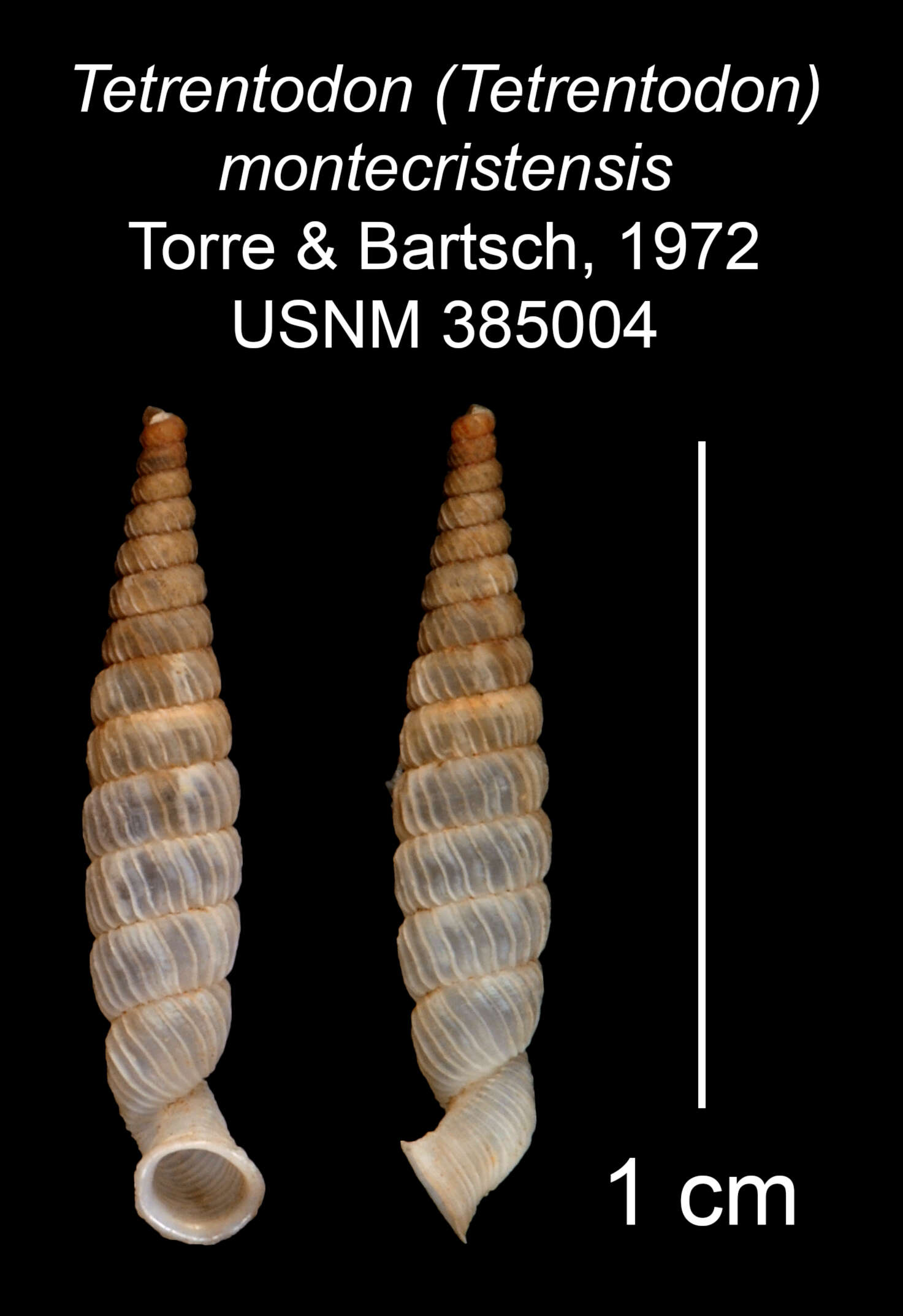 Image of Tetrentodon montecristensis C. de la Torre & Bartsch 1972