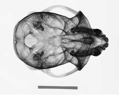 Image of Cercopithecus mitis kolbi Neumann 1902