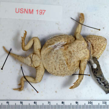 Image of Greater Short-horned Lizard