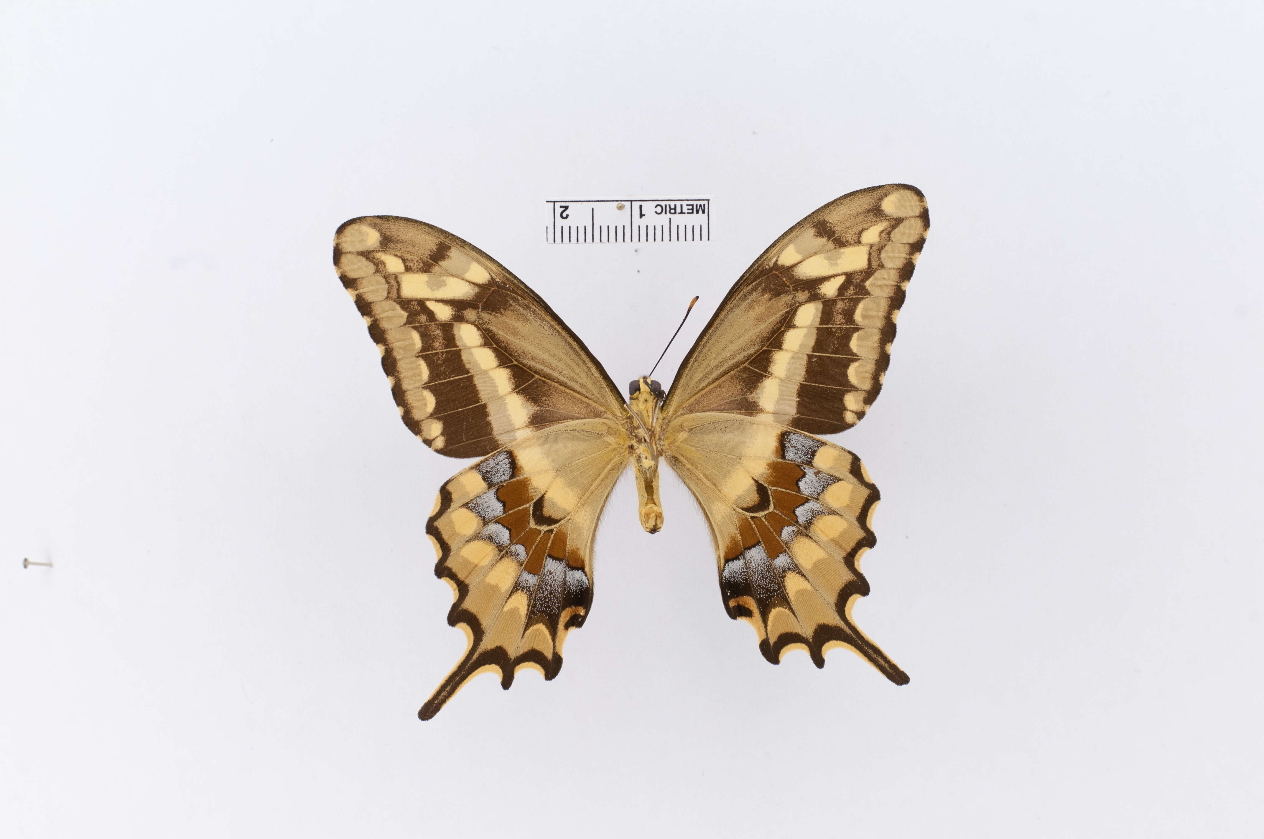 Image of Papilio Linnaeus 1758