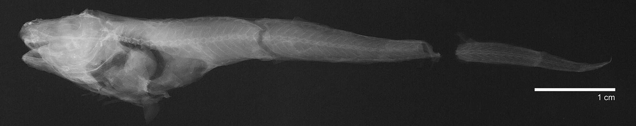 Image of Shovelhead snailfish